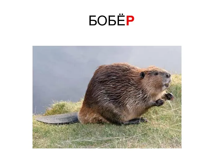 БОБЁР