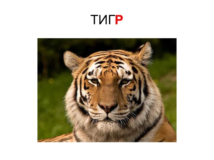 ТИГР