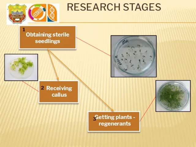 RESEARCH STAGES Getting plants - regenerants Obtaining sterile seedlings Receiving callus 1 2 3