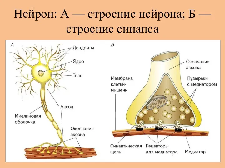 Нейрон: А — строение нейрона; Б — строение синапса