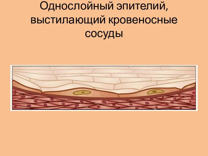 Однослойный эпителий, выстилающий кровеносные сосуды