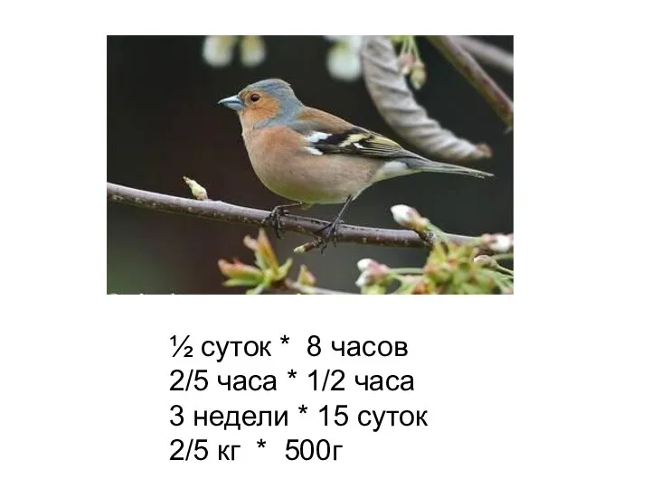 ½ суток * 8 часов 2/5 часа * 1/2 часа