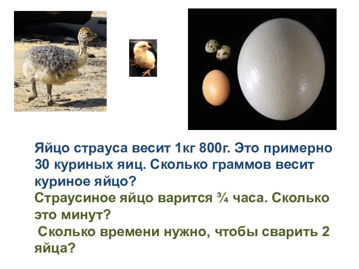 Яйцо страуса весит 1кг 800г. Это примерно 30 куриных яиц.