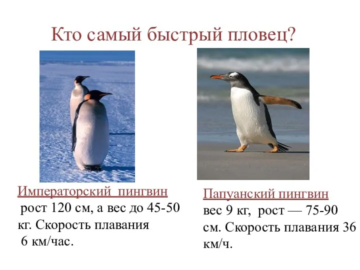 Императорский пингвин рост 120 см, а вес до 45-50 кг.