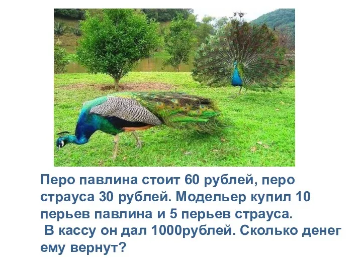 Перо павлина стоит 60 рублей, перо страуса 30 рублей. Модельер