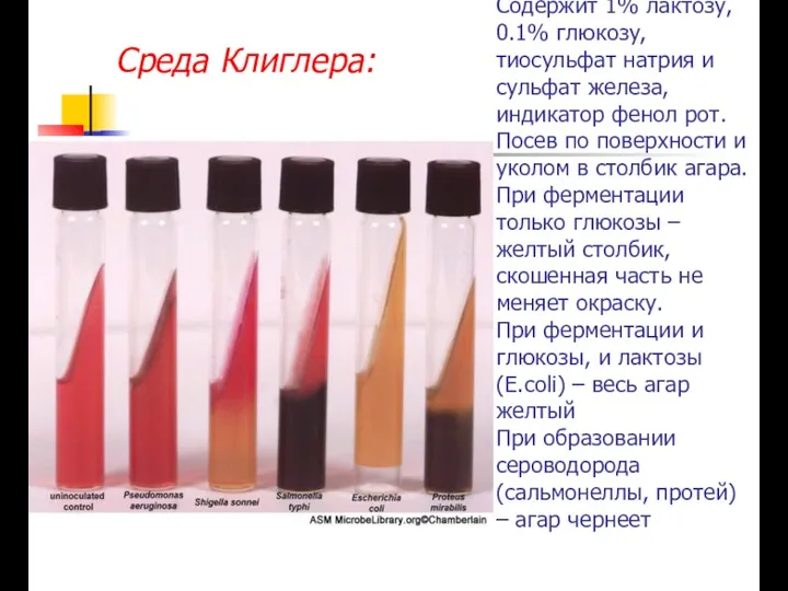 Содержит 1% лактозу, 0.1% глюкозу, тиосульфат натрия и сульфат железа,