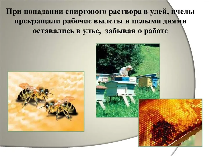 При попадании спиртового раствора в улей, пчелы прекращали рабочие вылеты и целыми днями