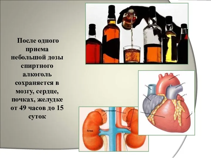 После одного приема небольшой дозы спиртного алкоголь сохраняется в мозгу, сердце, почках, желудке
