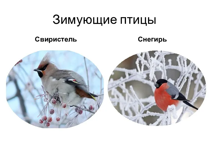 Зимующие птицы Свиристель Снегирь