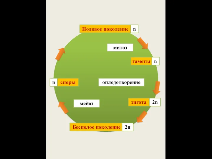 Половое поколение n митоз гаметы n оплодотворение зигота 2n Бесполое поколение 2n мейоз споры n