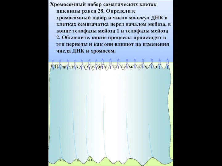 Хромосомный набор соматических клеток пшеницы равен 28. Определите хромосомный набор