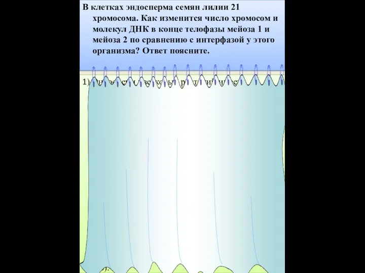 В клетках эндосперма семян лилии 21 хромосома. Как изменится число