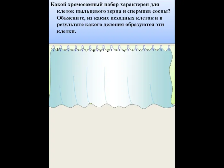 Какой хромосомный набор характерен для клеток пыльцевого зерна и спермиев