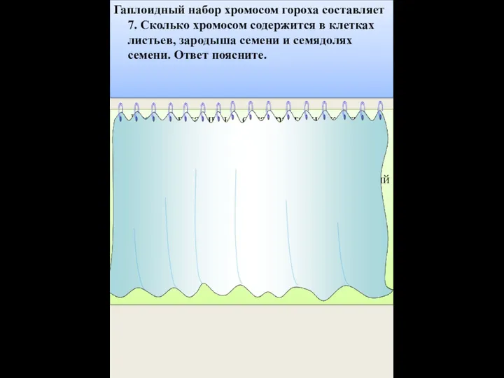 Гаплоидный набор хромосом гороха составляет 7. Сколько хромосом содержится в