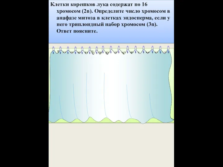 Клетки корешков лука содержат по 16 хромосом (2n). Определите число