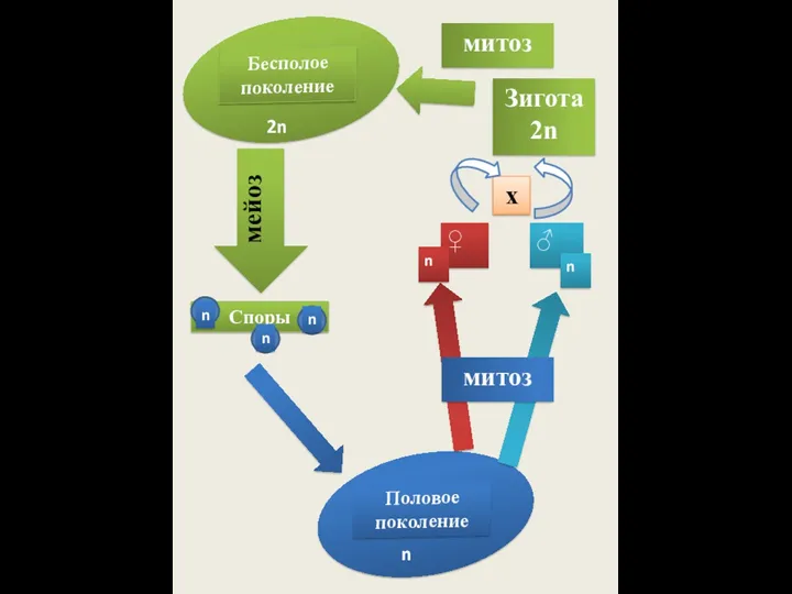 2n митоз х Зигота 2n n митоз