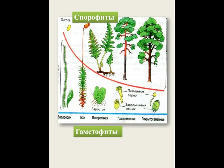 Спорофиты Гаметофиты