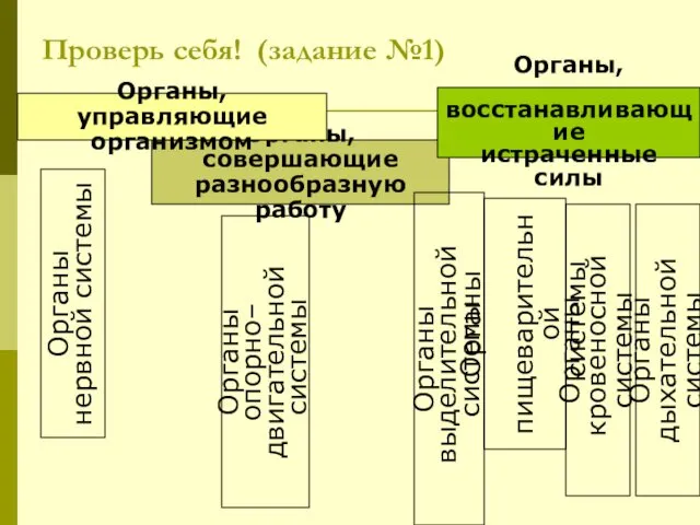 Проверь себя! (задание №1) Органы, совершающие разнообразную работу Органы, восстанавливающие