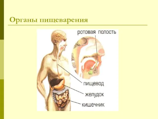 Органы пищеварения