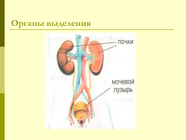 Органы выделения