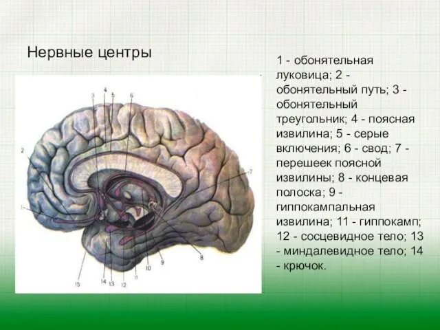 Нервные центры 1 - обонятельная луковица; 2 - обонятельный путь; 3 - обонятельный
