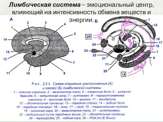 Лимбическая система – эмоциональный центр, влияющий на интенсивность обмена веществ и энергии.