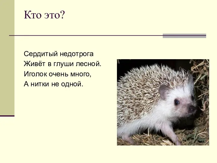 Кто это? Сердитый недотрога Живёт в глуши лесной. Иголок очень много, А нитки не одной.