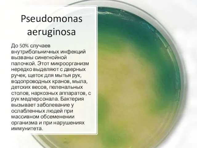 Pseudomonas aeruginosa До 50% случаев внутрибольничных инфекций вызваны синегнойной палочкой.