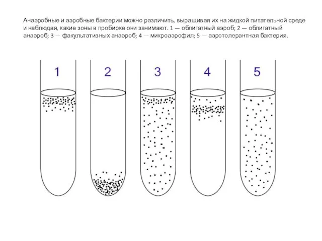 Анаэробные и аэробные бактерии можно различить, выращивая их на жидкой