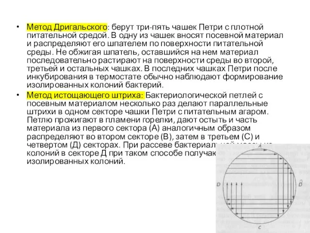 Метод Дригальского: берут три-пять чашек Петри с плотной питательной средой.