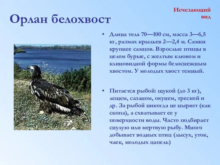 Орлан белохвост Длина тела 70—100 см, масса 3—6,5 кг, размах