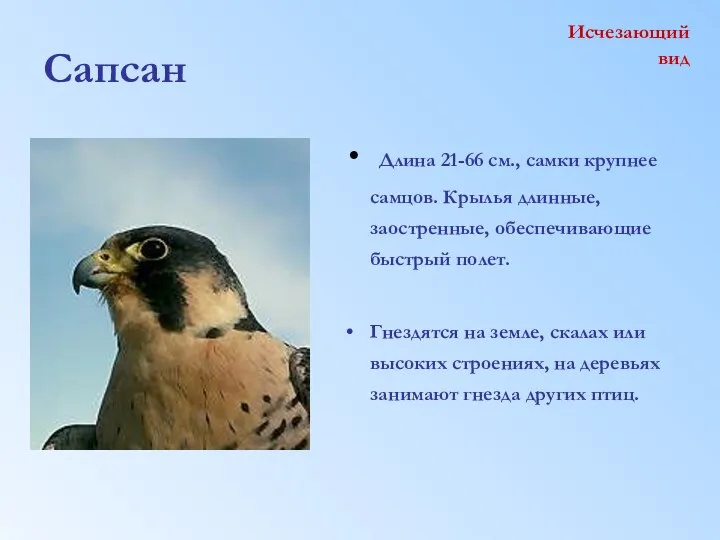 Сапсан Длина 21-66 см., самки крупнее самцов. Крылья длинные, заостренные,