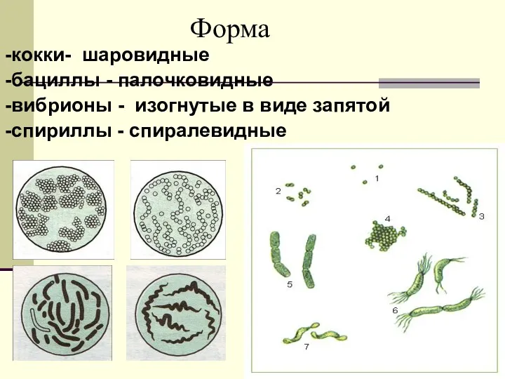 -кокки- шаровидные -бациллы - палочковидные -вибрионы - изогнутые в виде запятой -спириллы - спиралевидные Форма