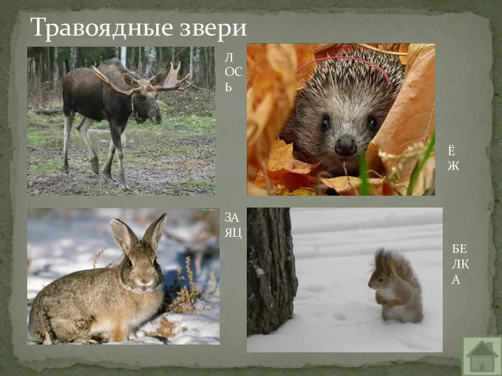 Травоядные звери ЛОСЬ ЗАЯЦ БЕЛКА ЁЖ