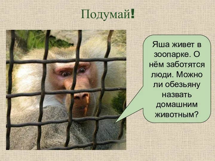 Подумай! Яша живет в зоопарке. О нём заботятся люди. Можно ли обезьяну назвать домашним животным?