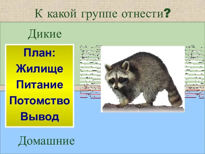 К какой группе отнести? Дикие Домашние План: Жилище Питание Потомство Вывод