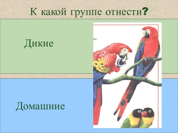 К какой группе отнести? Дикие Домашние