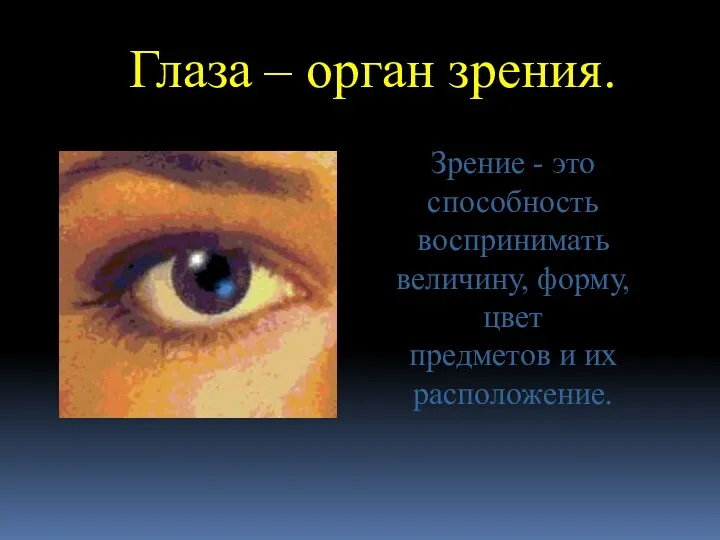 Глаза – орган зрения. Зрение - это способность воспринимать величину, форму, цвет предметов и их расположение.