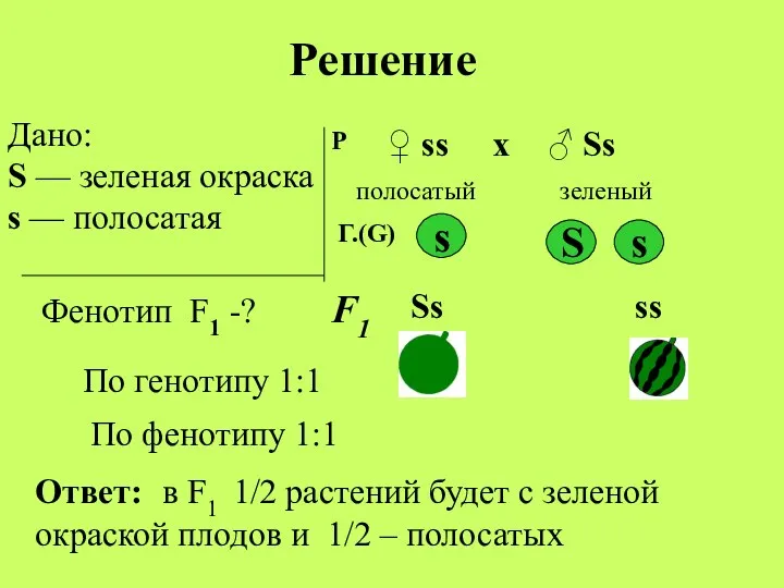 Дано: S — зеленая окраска s — полосатая Фенотип F1