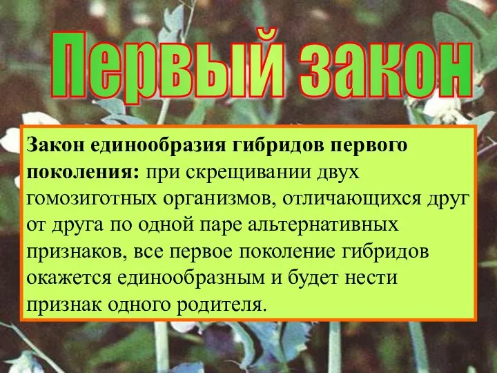 Первый закон Закон единообразия гибридов первого поколения: при скрещивании двух