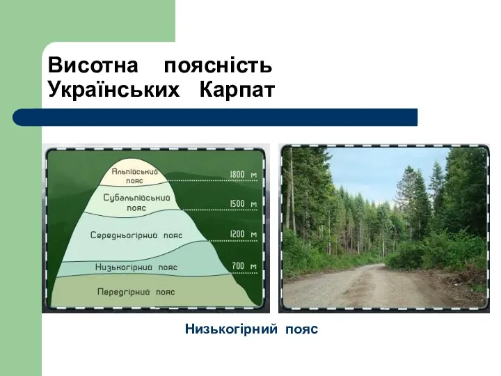 Висотна поясність Українських Карпат Низькогірний пояс