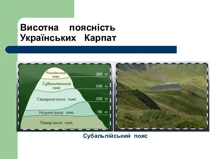 Висотна поясність Українських Карпат Субальпійський пояс