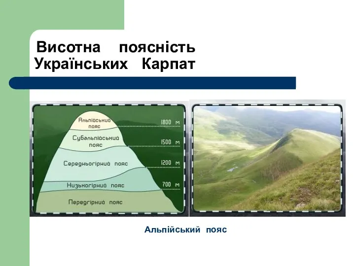 Висотна поясність Українських Карпат Альпійський пояс