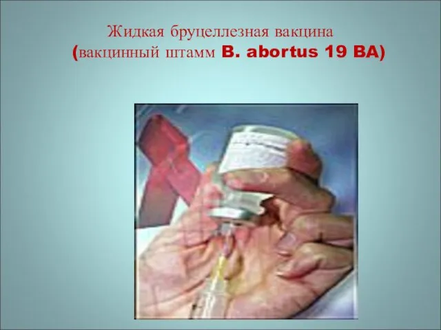 Жидкая бруцеллезная вакцина (вакцинный штамм B. abortus 19 BA)