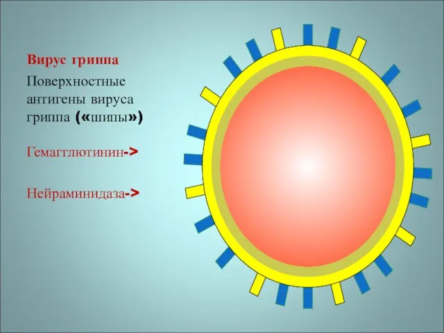 Вирус гриппа Поверхностные антигены вируса гриппа («шипы») Гемагглютинин-> Нейраминидаза->