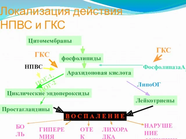 Локализация действия НПВС и ГКС Цитомембраны фосфолипиды ГКС ФосфолипазаА2 Лейкотриены