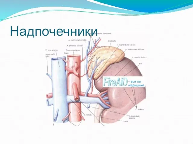 Надпочечники