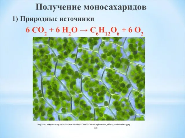 Получение моносахаридов 1) Природные источники 6 CO2 + 6 H2O → C6H12O6 + 6 O2 http://ru.wikipedia.org/wiki/%D0%A4%D0%B0%D0%B9%D0%BB:Plagiomnium_affine_laminazellen.jpeg