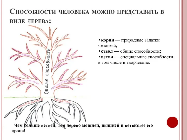 Способности человека можно представить в виде дерева: •корни — природные задатки человека; •ствол