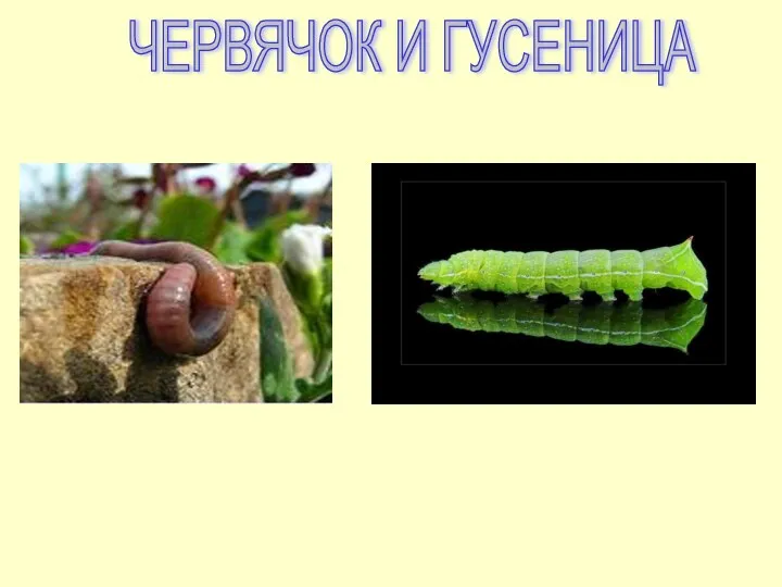 ЧЕРВЯЧОК И ГУСЕНИЦА